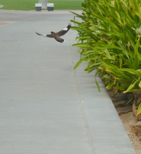 P1190983 Common Myna